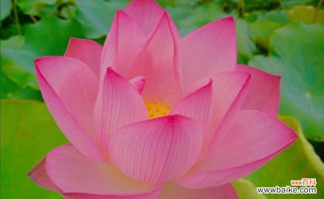 揭示黄色荷花的意义与魅力 荷花花语