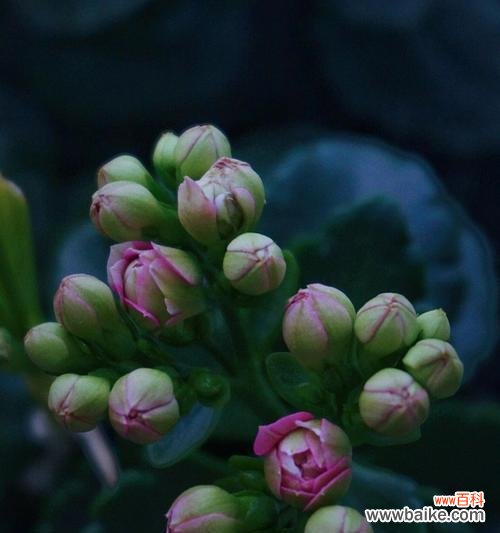 探寻黄色长寿花花语的深层内涵 长寿花花语的传承与意义