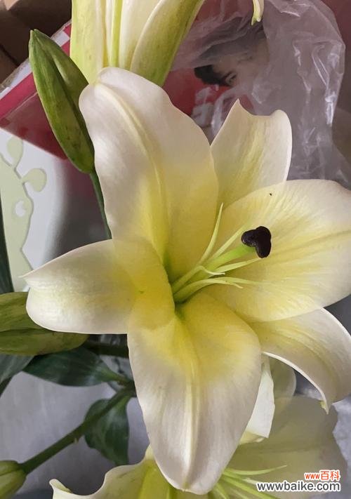 一朵向阳花的哲学内涵 《黄天霸百合的寓意》