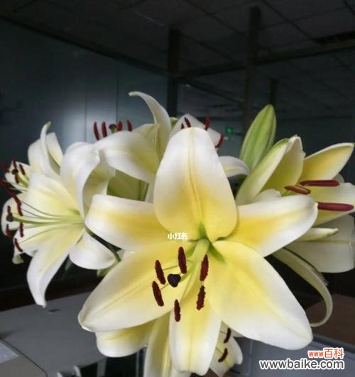 一朵向阳花的哲学内涵 《黄天霸百合的寓意》