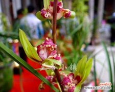 以慧兰花的美丽与坚韧寓意探索人生之道 以慧兰花的寓意为主题的文章