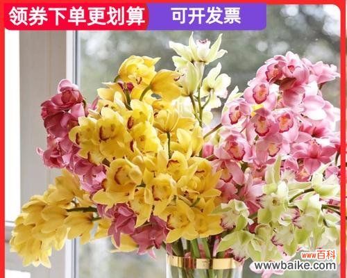 以慧兰花的美丽与坚韧寓意探索人生之道 以慧兰花的寓意为主题的文章