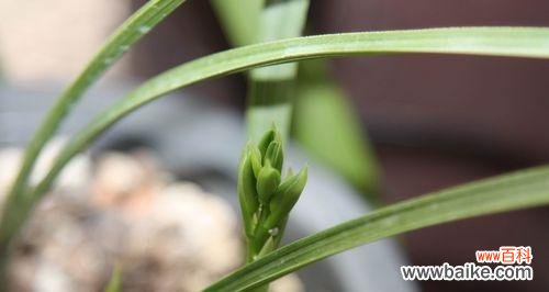 以慧兰花的美丽与坚韧寓意探索人生之道 以慧兰花的寓意为主题的文章