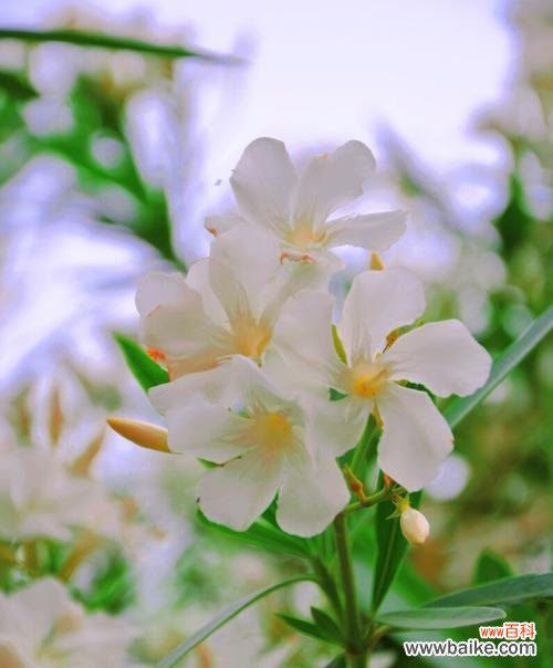 揭秘夹竹桃花语的起源与传说 夹竹桃花语传说的魅力