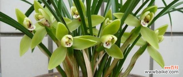 养兰花的好处及技巧 家中养兰花,乐享清新自然