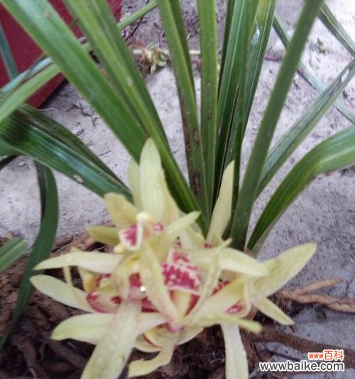 养兰花的好处及技巧 家中养兰花,乐享清新自然