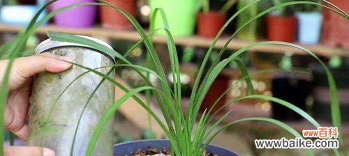 养兰花的好处及技巧 家中养兰花,乐享清新自然