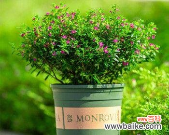 拥有满天星的家 家中满天星，福运旺盛