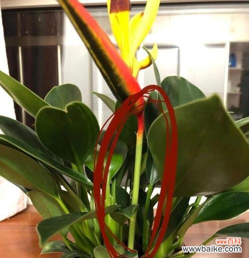 探索石竹花在家庭风水中的作用与影响 家里养石竹花风水寓意好不好