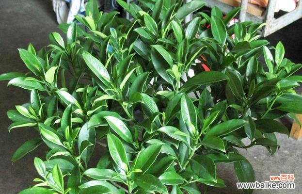 探索石竹花在家庭风水中的作用与影响 家里养石竹花风水寓意好不好