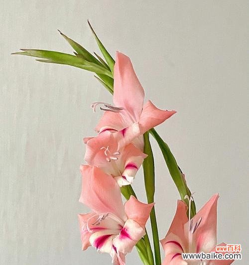 深情寓意于花的姿态 剑兰荷花之美