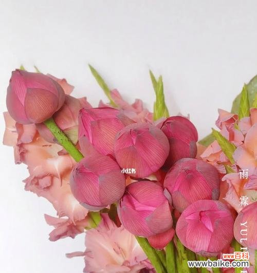 深情寓意于花的姿态 剑兰荷花之美