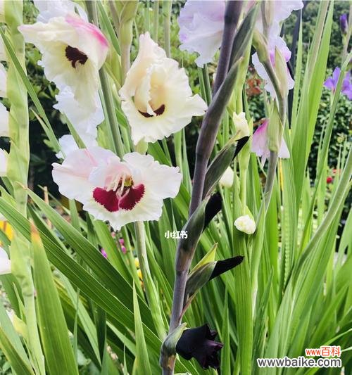 深情寓意于花的姿态 剑兰荷花之美