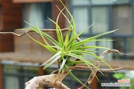 空气凤梨根部变黑的解决方法