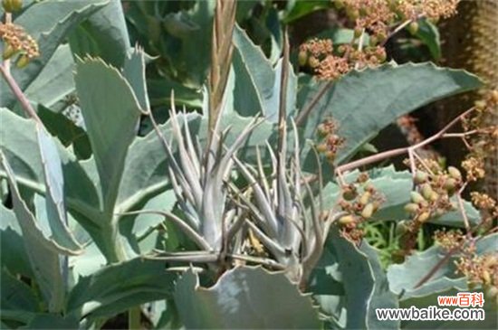 空气凤梨根部变黑的解决方法