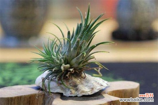 空气凤梨根部变黑的解决方法