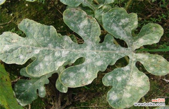 五种西瓜常见病害及防治