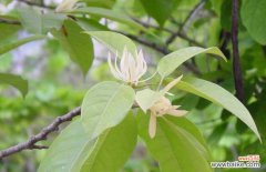 白兰花叶子发黄怎么办？