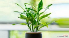 富贵竹叶子发黄怎么救