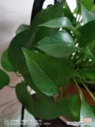 为什么绿萝突然长黄叶子？