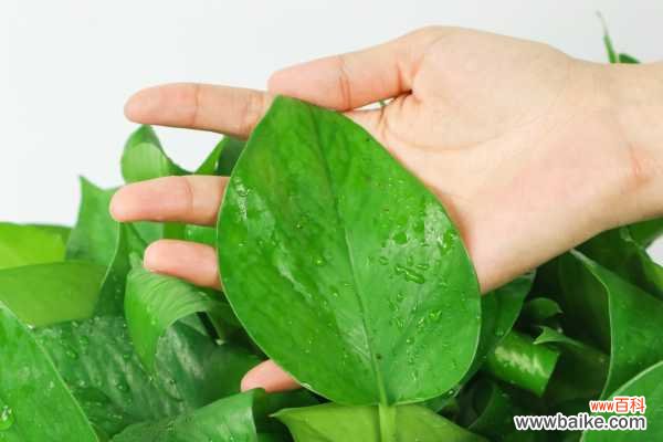 为什么绿萝突然长黄叶子？