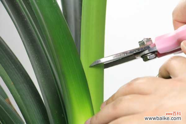 君子兰烂心怎么处理,烂根怎么处理