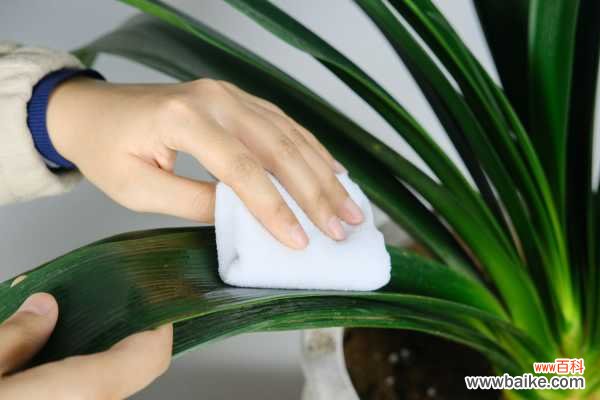 君子兰烂心怎么处理,烂根怎么处理