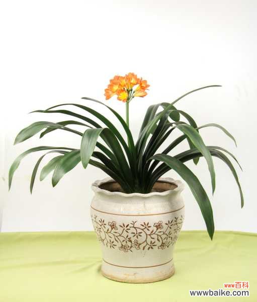 君子兰烂心怎么处理,烂根怎么处理