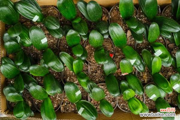 君子兰烂心怎么处理,烂根怎么处理