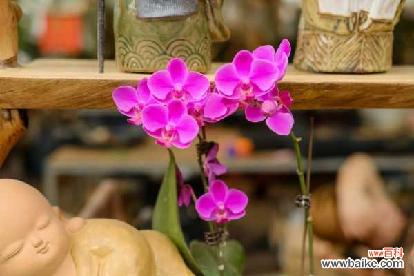 蝴蝶兰叶片发黄怎么办,怎么回事