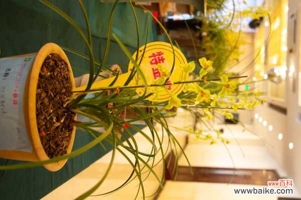 兰花叶子发黄是什么原因,该怎么处理