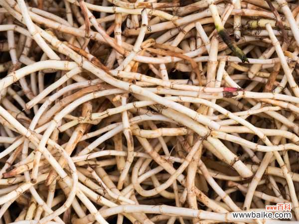 鱼腥草烂根怎么回事,鱼腥草烂根怎么办