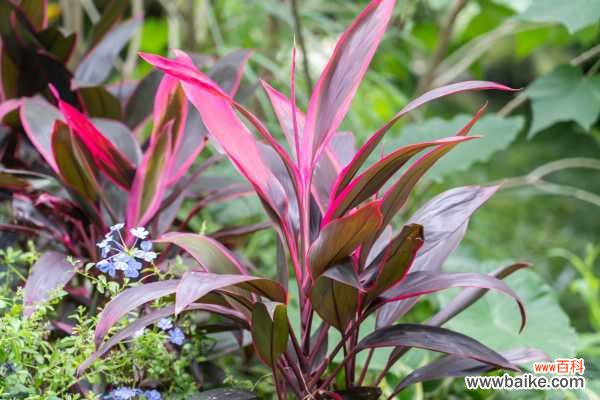 朱蕉叶子黄了怎么办,叶子干枯怎么办