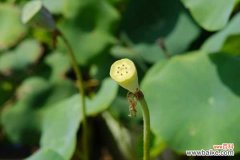 盆栽荷花烂根怎么办，盆栽荷花烂根的原因和解决方法