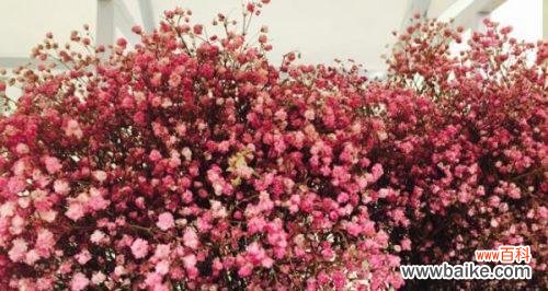 点亮热情，照耀坚定；繁花似锦，绽放美好 红色满天星，花语揭秘