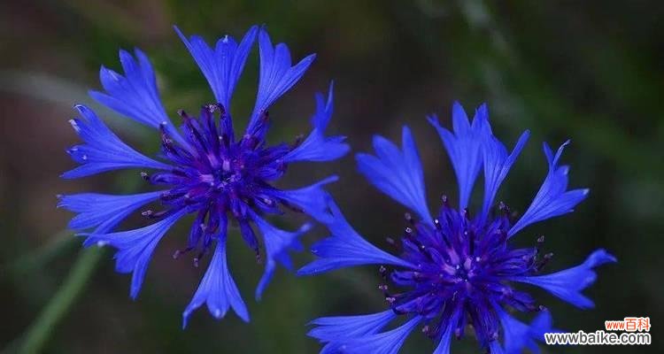 探究矢车菊的八个寓意和象征 解读矢车菊花语