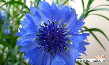 探究矢车菊的八个寓意和象征 解读矢车菊花语