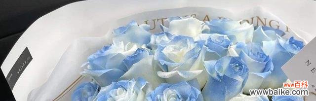 探寻蓝玫瑰的神秘面纱 蓝玫瑰的含义