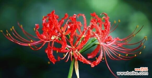 探索彼岸花背后的深刻内涵 解读彼岸花的花语象征和寓意