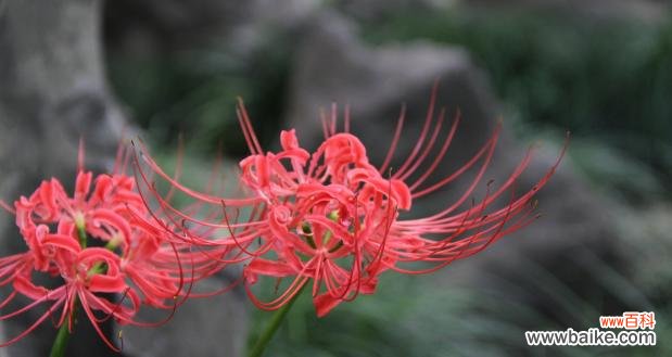 探索彼岸花背后的深刻内涵 解读彼岸花的花语象征和寓意