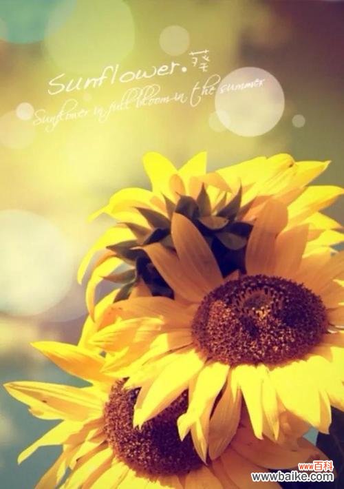 探索向日葵的象征意义与文化价值 向日葵的寓意