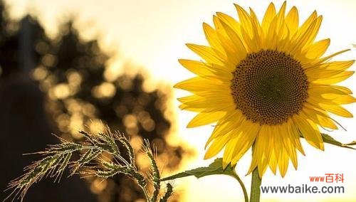 探索向日葵的象征意义与文化价值 向日葵的寓意