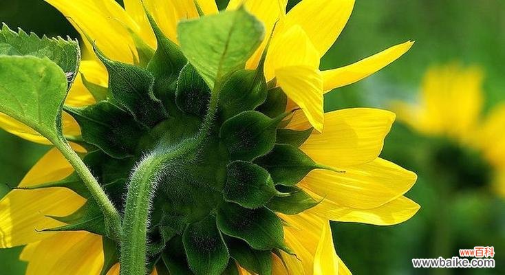 探索向日葵的象征意义与文化价值 向日葵的寓意