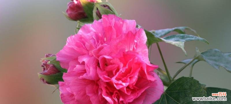 探究芙蓉花的花语及其文化内涵 芙蓉花的花语