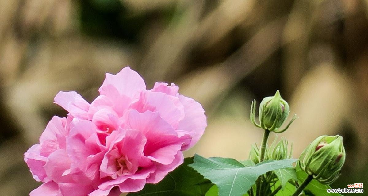 探究芙蓉花的花语及其文化内涵 芙蓉花的花语