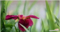 了解鸢尾花的花言巧语，掌握古今传说 揭秘鸢尾花的寓意与花语