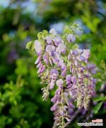 解读紫藤花的美丽含义 紫藤花的象征与寓意