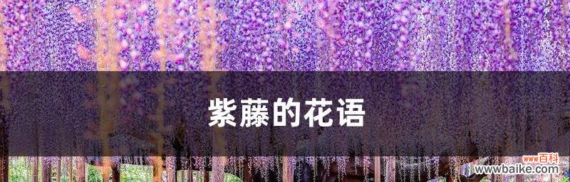 解读紫藤花的美丽含义 紫藤花的象征与寓意