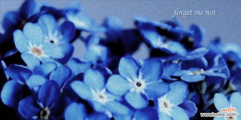 探寻星辰花背后的寓意 星辰花的花语