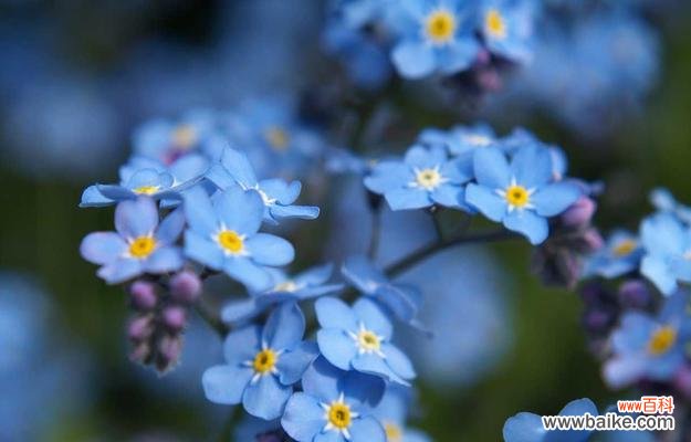探寻星辰花背后的寓意 星辰花的花语
